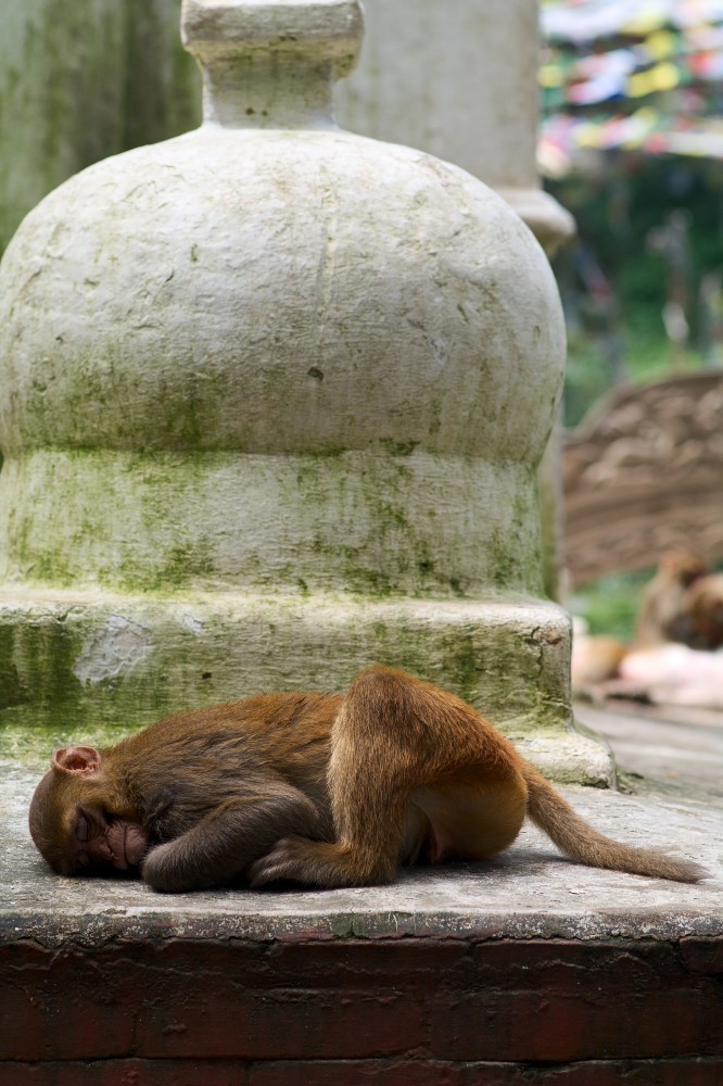 Nepal-11.jpg