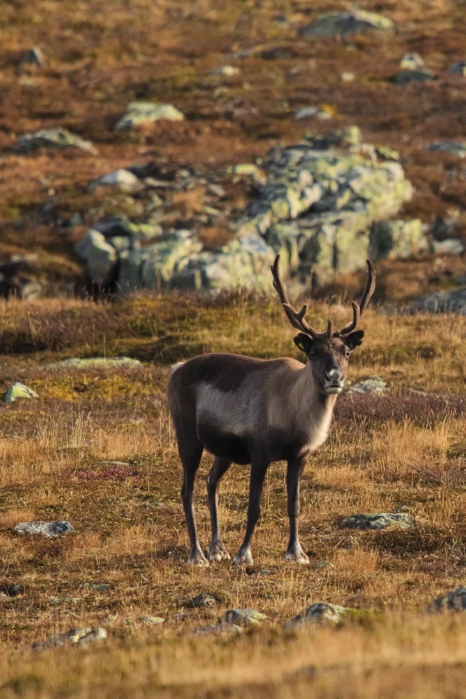 Sverige-25.jpg