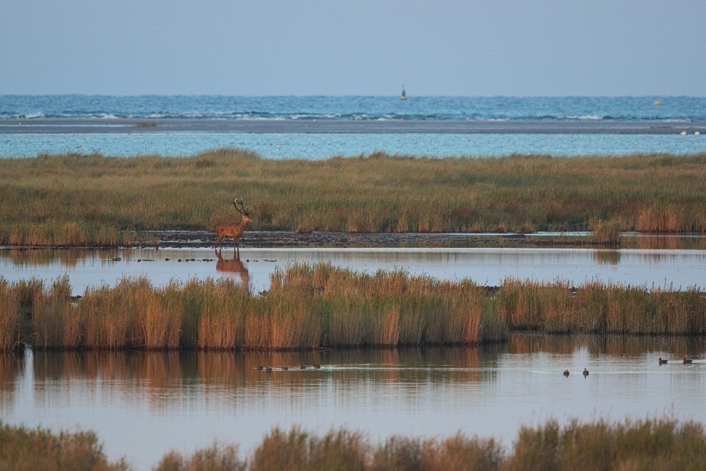 DarssZingst-02.jpg