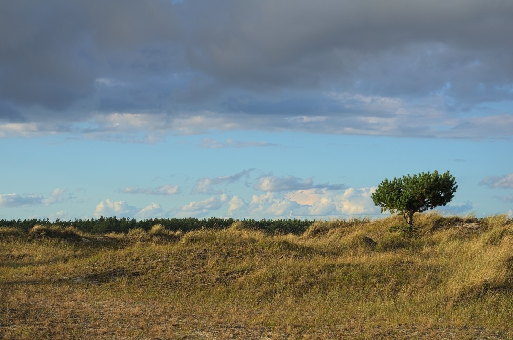 DarssZingst-13.jpg