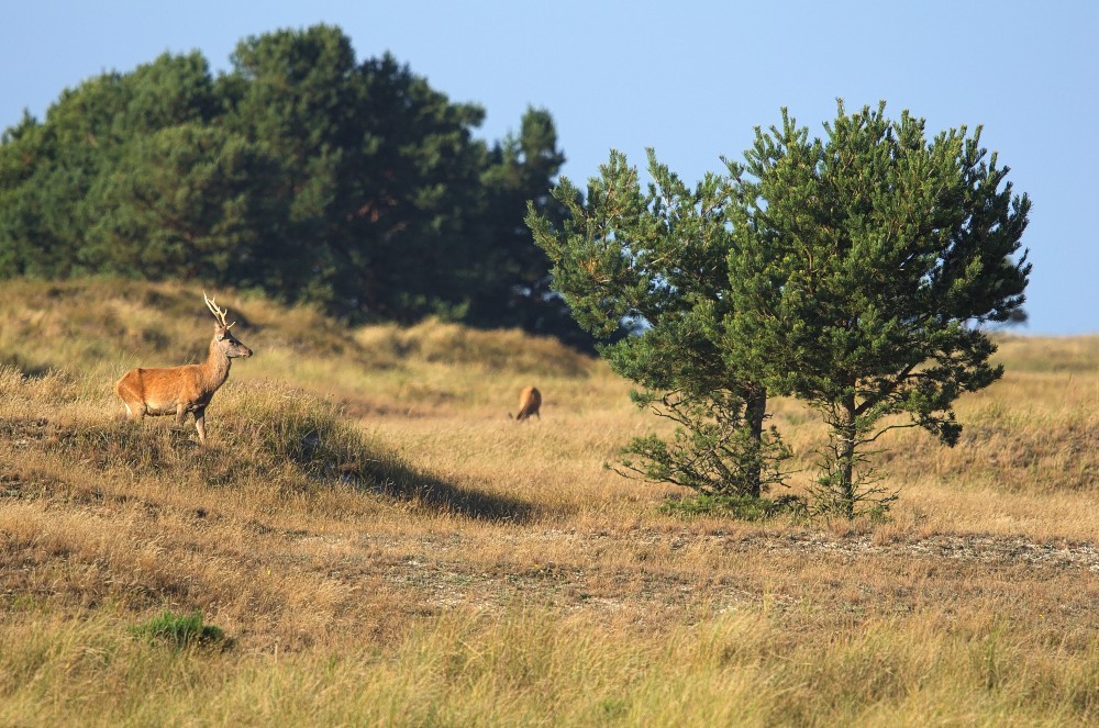 DarssZingst-16.jpg