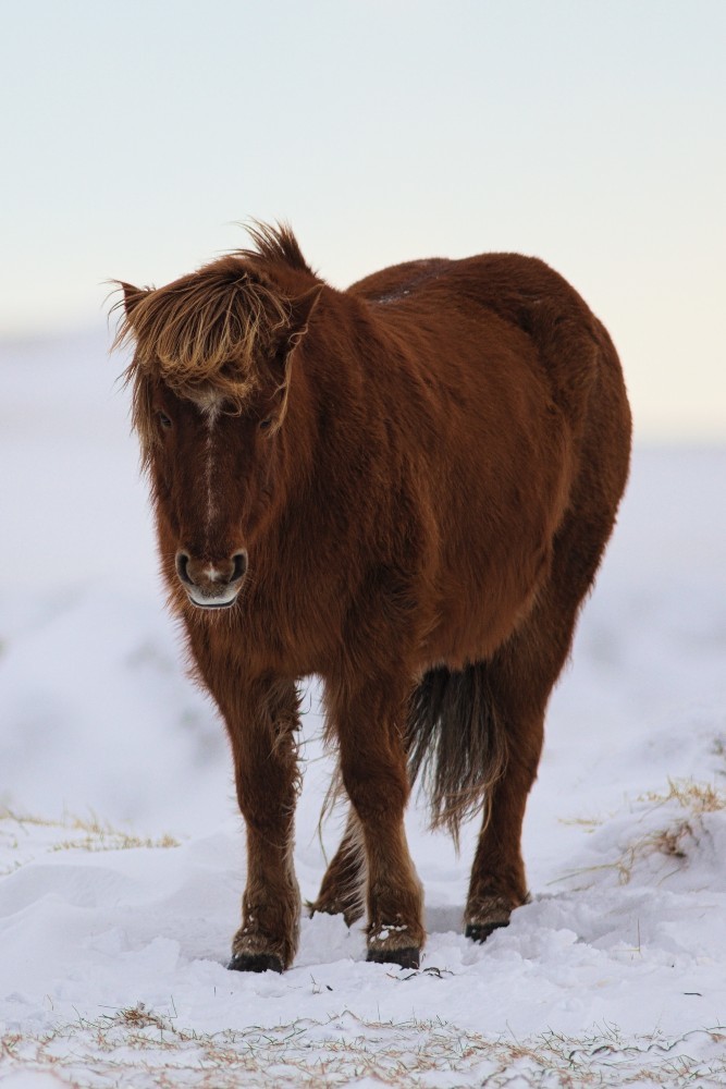 Iceland-44.jpg