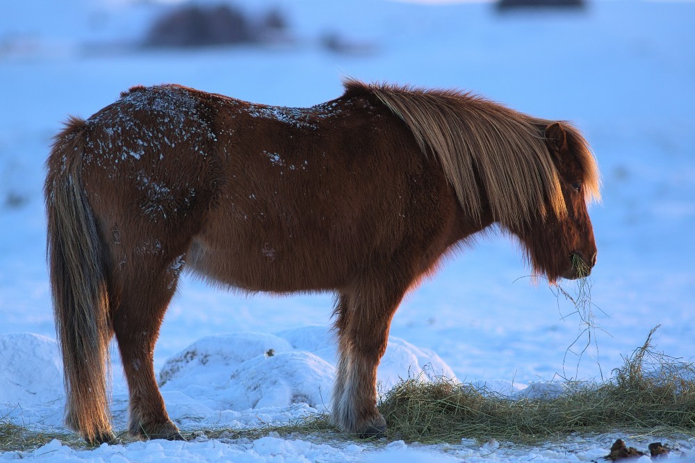 Iceland-55.jpg