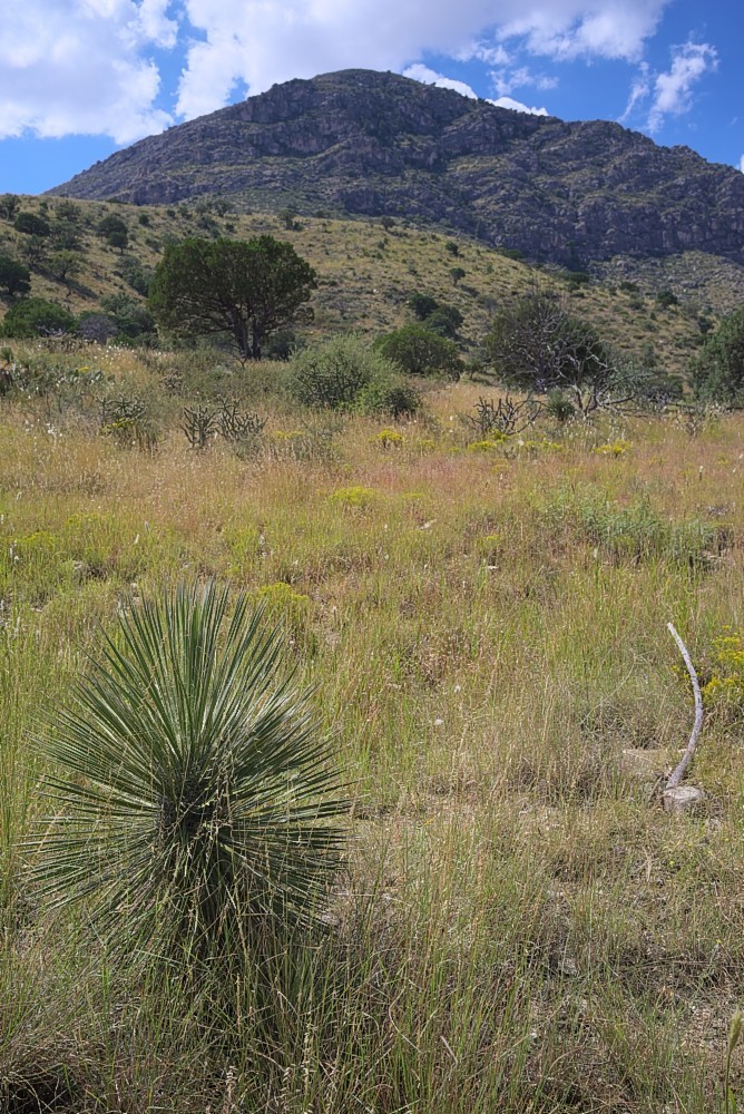 Texas-01.jpg
