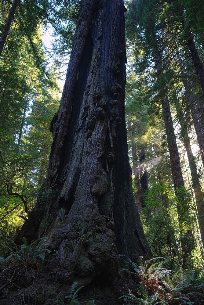California-03.jpg