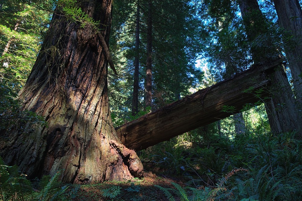 California-04.jpg