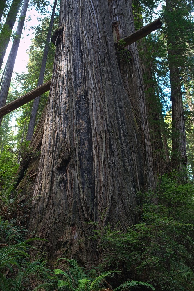 California-09.jpg